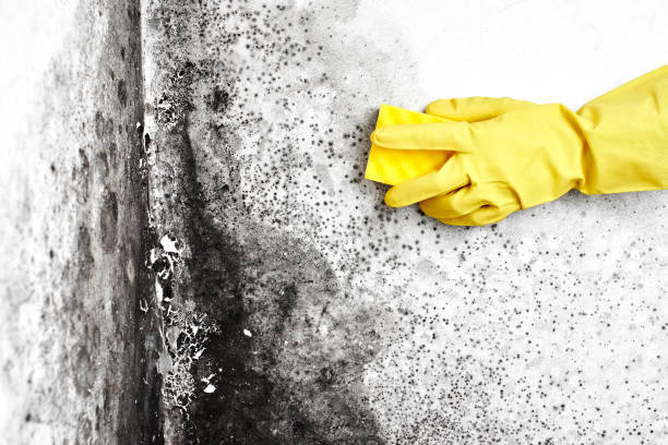 Best Local Mold Removal Service  in Rancho Santa Margarita, CA