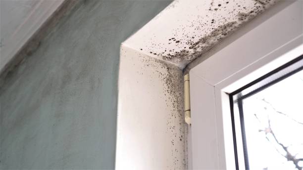 Best Office Mold Removal Services  in Rancho Santa Margarita, CA