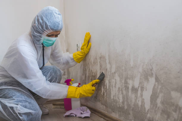 Best Mold Damage Repair  in Rancho Santa Margarita, CA
