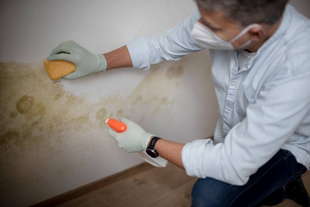 Best Attic Mold Removal  in Rancho Santa Margarita, CA