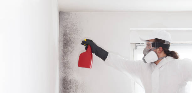 Best Certified Mold Removal  in Rancho Santa Margarita, CA