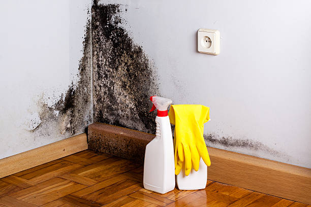 Best Commercial Mold Removal  in Rancho Santa Margarita, CA
